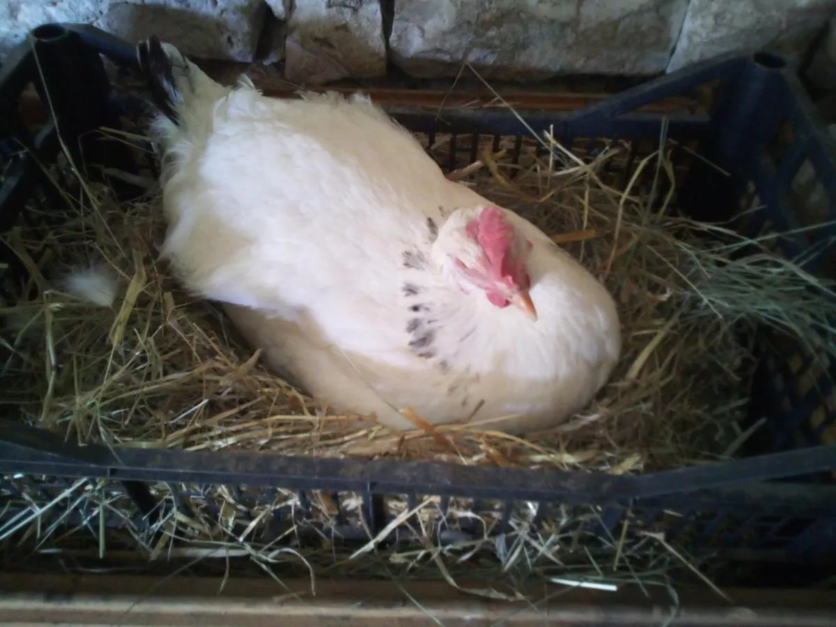 Bed and Breakfast Chambre D'Hotes L'Hermione Villeneuve-sur-Vere Bed & Breakfast